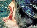 В ЮАР акула напала на женщину - от нее осталась красная шапочка