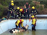 С необычной задачей столкнулись пожарные в маленьком городке на юге Великобритании. Им пришлось вытаскивать из бассейна беременную корову