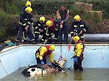 Британские пожарные несколько часов вытаскивали из бассейна беременную корову (ФОТО) Британские пожарные несколько часов вытаскивали из бассейна беременную корову (ФОТО)