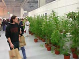 Коноплю ежедневно курят три миллиона европейцев. Об этом свидетельствую данные, обнародованные Европейской обсерваторией по наркотикам Коноплю ежедневно курят три миллиона европейцев. Об этом свидетельствую данные, обнародованные Европейской обсерваторией по наркотикам