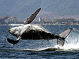 80 китов найдены мертвыми на берегу австралийского острова Кинг