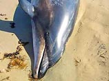 Загадочные массовые "самоубийства" дельфинов вновь отмечены в Австралии и Новой Зеландии, передает во вторник агентство АР из Канберры. В общей сложности не менее 115 дельфинов погибли за последние три дня, выбросившись на пляжи