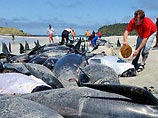 В Австралии продолжаются загадочные самоубийства дельфинов (ФОТО)