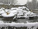 В зоопарке Петербурга прибавление: у белой медведицы родились два медвежонка