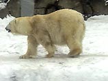 В Муроме Владимирской области неделю томятся на морозе брошенные цирковые животные В Муроме Владимирской области неделю томятся на морозе брошенные цирковые животные