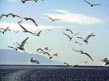 Как заявил председатель комитета по физической культуре, спорту и туризму администрации области Александр Золотарев, при выборе места под будущий комплекс решающую роль сыграло несколько обстоятельств Как заявил председатель комитета по физической культуре, спорту и туризму администрации области Александр Золотарев, при выборе места под будущий комплекс решающую роль сыграло несколько обстоятельств