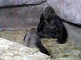 "Панихиду" по своей соплеменнице устроили гориллы в американском
зоопарке
