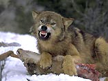 На Алтае участились случаи нападения волков на домашний скот