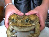 Австралия борется с нашествием ядовитых жаб, передвигающихся со скоростью 30 км в год