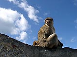 В Индии обнаружен новый, неизвестный ранее науке вид макак В Индии обнаружен новый, неизвестный ранее науке вид макак