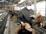 Власти Вьетнама уничтожают домашнюю птицу, чтобы уберечь людей от "птичьего гриппа" Власти Вьетнама уничтожают домашнюю птицу, чтобы уберечь людей от "птичьего гриппа"