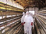 Япония подтвердила первый случай инфицирования человека "птичьим гриппом"