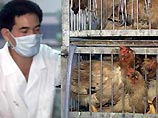 В Японии зарегистрировано заражение людей "птичьим гриппом"