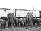 В Шри-Ланке поезд столкнулся со стадом слонов