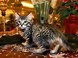 В США впервые клонировали животное по заказу хозяина. Клонированный котенок, - 9-недельный малыш Никки. Его "изготовили" для жительницы Техаса, опечаленной утратой кота, который жил с ней 17 лет