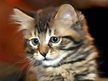 Котенок стоимостью в 50 тысяч долларов был клонирован из клетки Никки-первого, который умер в прошлом году. Его хозяйка сохранила его ДНК в банке, и потом эти клетки использовали для клонирования