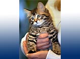 В США за 50 тысяч долларов продан клонированный котенок