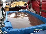 Дельфины, попавшие в ДТП под Новгородом, проходят курс реабилитации Дельфины, попавшие в ДТП под Новгородом, проходят курс реабилитации