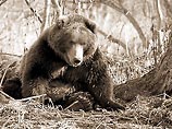 Черный медведь выпил более тридцати банок пива в одном из кемпингов в американском штате Вашингтон