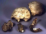 Семь костей древнего человека найдены на территории Львовской области Украины 