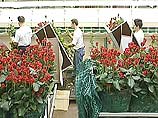 В Нидерландах цветоводам приходится работать в три смены для того, чтобы в День Святого Валентина знаменитые голландские тюльпаны, розы и гвоздики попали на прилавки магазинов в срок