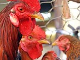 Во Вьетнаме зафиксирована новая вспышка "птичьего гриппа"