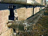Причиной бунта послужил тот факт, что накануне 4 подростка, обнаруженные на территории колонии в нетрезвом состоянии, были помещены в штрафной изолятор. Остальные заключенные устроили бунт, требуя освободить их Причиной бунта послужил тот факт, что накануне 4 подростка, обнаруженные на территории колонии в нетрезвом состоянии, были помещены в штрафной изолятор. Остальные заключенные устроили бунт, требуя освободить их