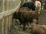 Заболевание было обнаружено у молочной коровы в провинции Альберта. Животное родилось в 1996 году, за год до введения в стране запрета на использование кормов животного происхождения, через которые распространялось это опасное заболевание Заболевание было обнаружено у молочной коровы в провинции Альберта. Животное родилось в 1996 году, за год до введения в стране запрета на использование кормов животного происхождения, через которые распространялось это опасное заболевание