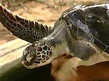 Морские черепахи двигаются медленно, дышат через легкие и им необходимо регулярно подниматься на поверхность, чтобы сделать вдох
