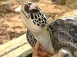 Шри-Ланка- зеленые черепахи тоже оказались на грани исчезновения