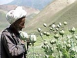 Афганских наркоторговцев могут амнистировать, если они вложат деньги в экономику страны
