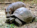 В Кении 120-летняя черепаха "усыновила" маленького бегемота (ФОТО)