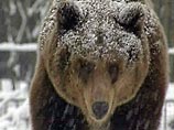 В Белоруссии из-за теплой погоды от зимней спячки пробудились медведи, барсуки и ежи