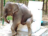 В Таиланде слонов научили справлять нужду в гигантские унитазы (ФОТО)