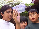 Кричащие лягушки когули попали на Гавайи из Пуэрто-Рико в начале 1990 годов. В этой латиноамериканской стране они пользуются большой популярностью среди населения. Некоторые граждане даже держат лягушек в качестве домашних животных