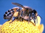 В Калужской области поставят памятник пчеле
