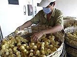 Еще один вьетнамец скончался от "птичьего гриппа"