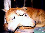 В Китае родилась двухголовая овца (ФОТО) В Китае родилась двухголовая овца (ФОТО)