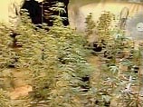 В мае прошлого года полиция сделала 66-летней пенсионерке официальное предупреждение в связи с тем, что она выращивала марихуану на чердаке своего дома. Еще через месяц полицейские задержали неугомонную старушку с 242 граммами травки стоимостью около 1500