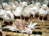 Высокопатогенные штаммы птичьего гриппа, которые в прошлом появлялись лишь изредка и приводили к материальному ущербу в форме гибели домашней птицы, теперь приобрели беспрецедентную способность распространяться Высокопатогенные штаммы птичьего гриппа, которые в прошлом появлялись лишь изредка и приводили к материальному ущербу в форме гибели домашней птицы, теперь приобрели беспрецедентную способность распространяться