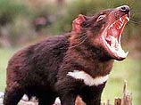 Одному из самых известных австралийских зверей - Тасманскому дьяволу - грозит полное вымирание. Ряды дьяволов косит загадочная болезнь