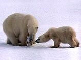 Уже через 20 лет с лица Земли могут исчезнуть белые медведи. В качестве вероятной причины трагедии экологи называют глобальное потепление