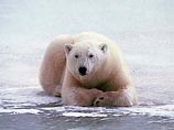 Предполагается, что к 2026 году средняя температура на нашей планете поднимется на 2 градуса по сравнению с 1750 годом. Это приведет к уменьшению ледяного покрова Арктики, что негативно скажется на белых медведях Предполагается, что к 2026 году средняя температура на нашей планете поднимется на 2 градуса по сравнению с 1750 годом. Это приведет к уменьшению ледяного покрова Арктики, что негативно скажется на белых медведях