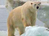 Белым медведям грозит вымирание уже через двадцать лет Белым медведям грозит вымирание уже через двадцать лет