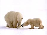 Белые медведи через 20 лет вымрут, а Арктика исчезнет к концу века