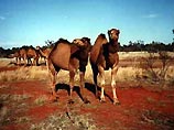 Австралийские снайперы с вертолетов расстреляют 600 тысяч верблюдов 