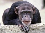 Засекреченные документы, в которых описывается, как кричат обезьяны от боли, страха и злости во время экспериментов над ними, были представлены в понедельник в британском суде