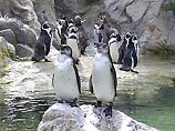 Четверо пингвинов-самок из Швеции были посланы зоопарку в Бремене после того, как выяснилось, что 3 из 5 пар пингвинов зоопарка гомосексуальны