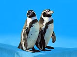 Пингвины в немецком зоопарке много лет были геями