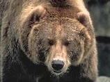 На Ставрополье охотники устроили облаву на медведя, пришедшего к школе